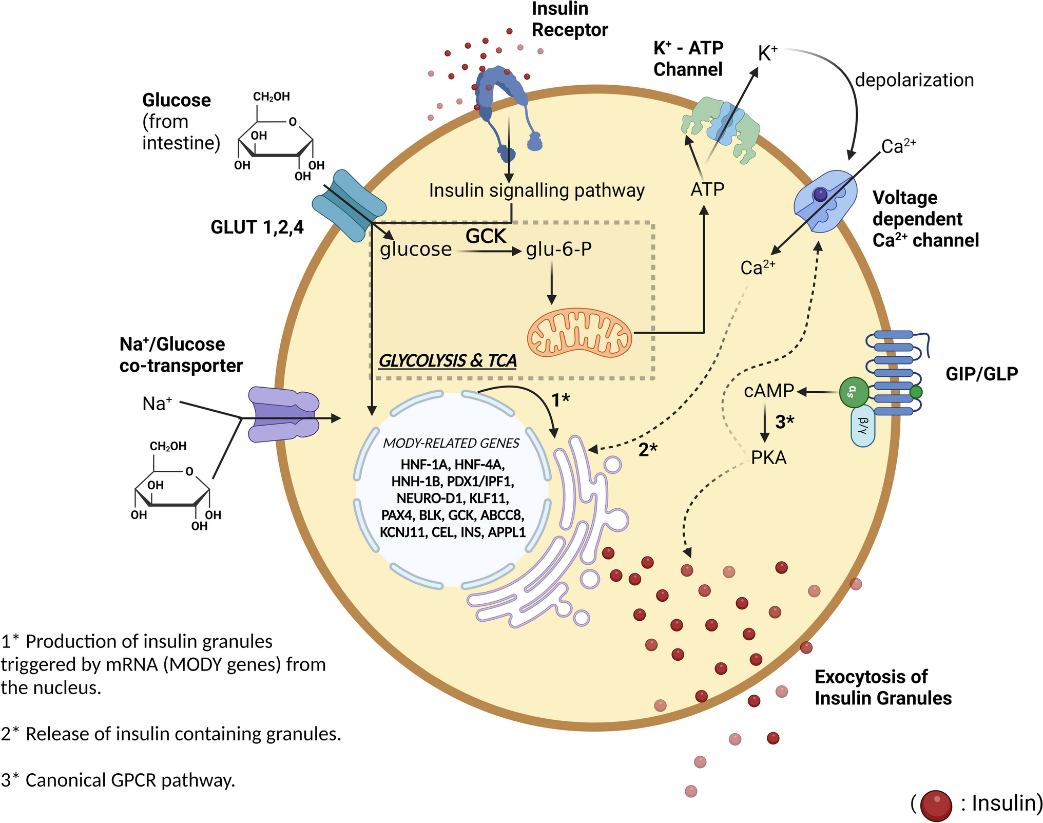 Decoding MODY: exploring genetic roots and clinical pathways