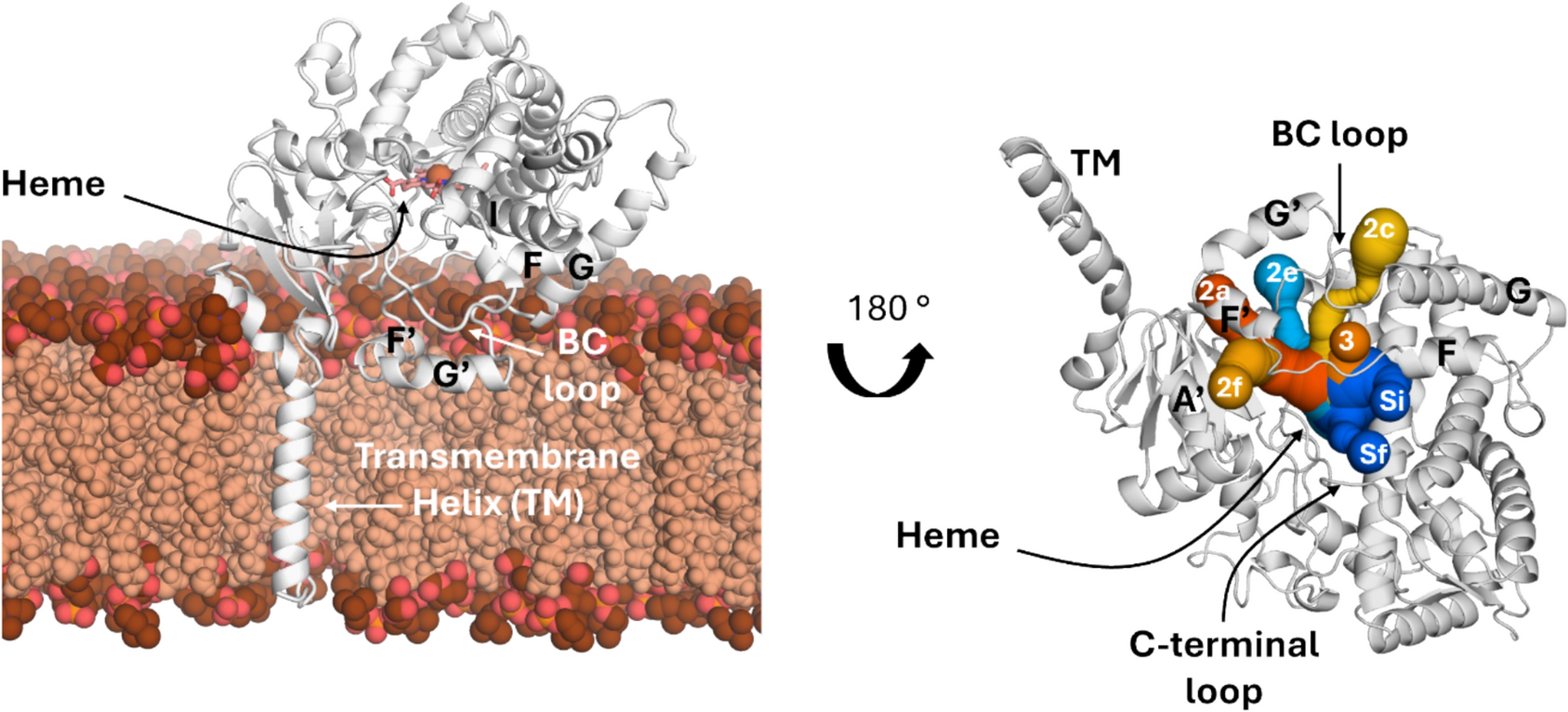 From closed to open: three dynamic states of membrane-bound cytochrome P450 3A4