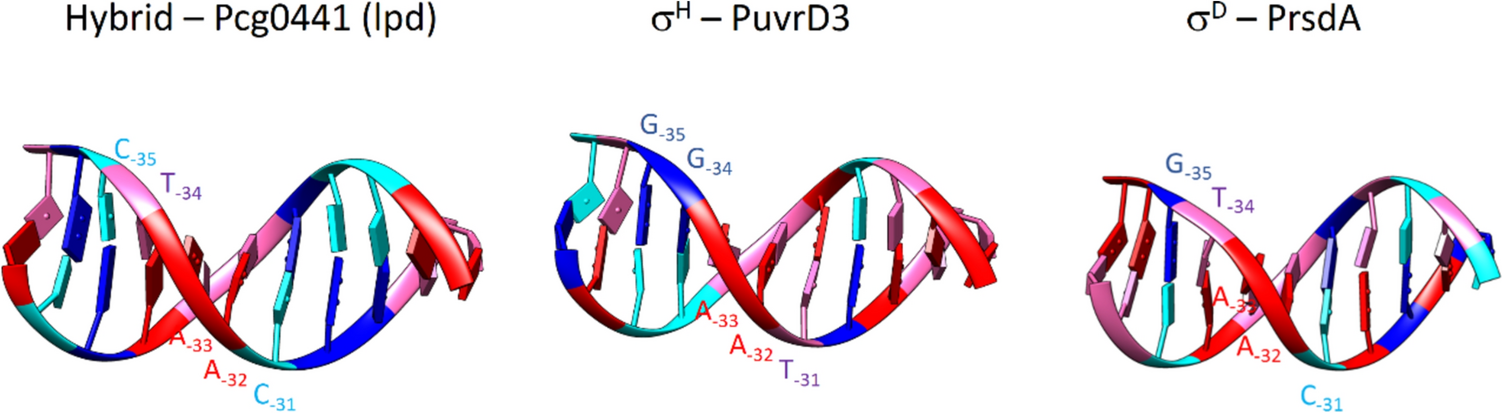 Promoter recognition specificity of  stress response sigma factors σ and σ deciphered using computer modeling and point mutagenesis