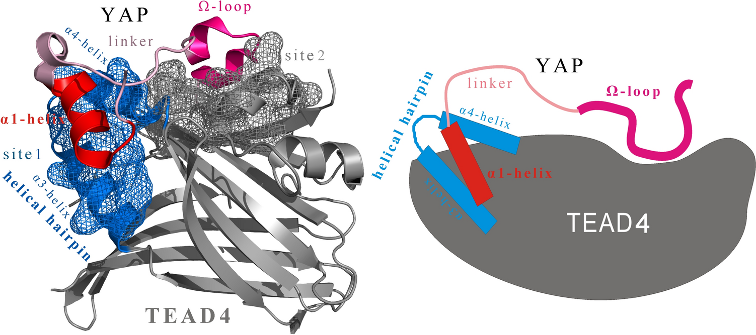 Computational design and experimental confirmation of a disulfide-stapled YAP helix-trap derived from TEAD4 helical hairpin to selectively capture YAP α1-helix with potent antitumor activity