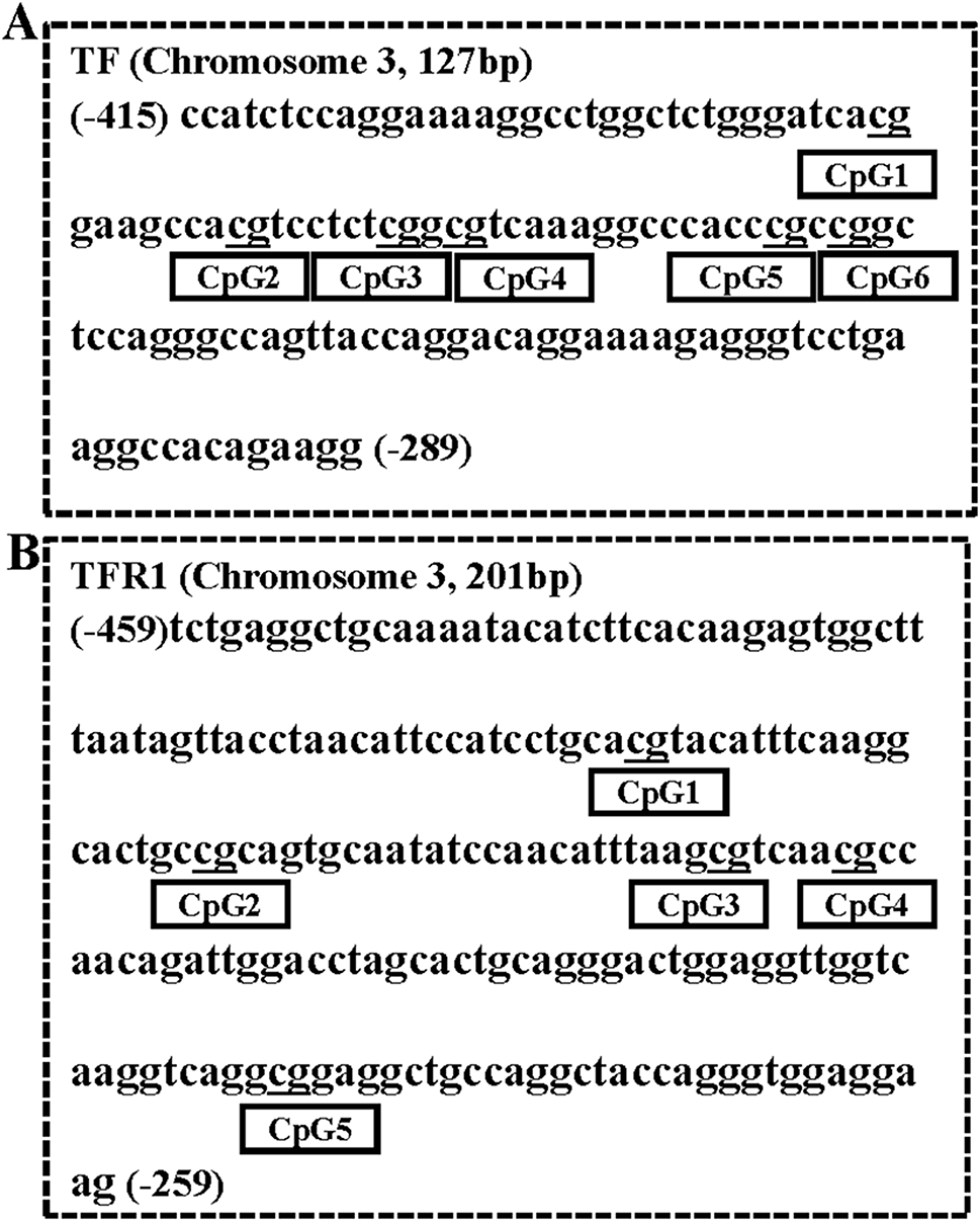 Epigenetic modifications of nuclear and mitochondrial DNA are associated with the disturbance of serum iron biomarkers among the metabolically unhealthy obesity school-age children