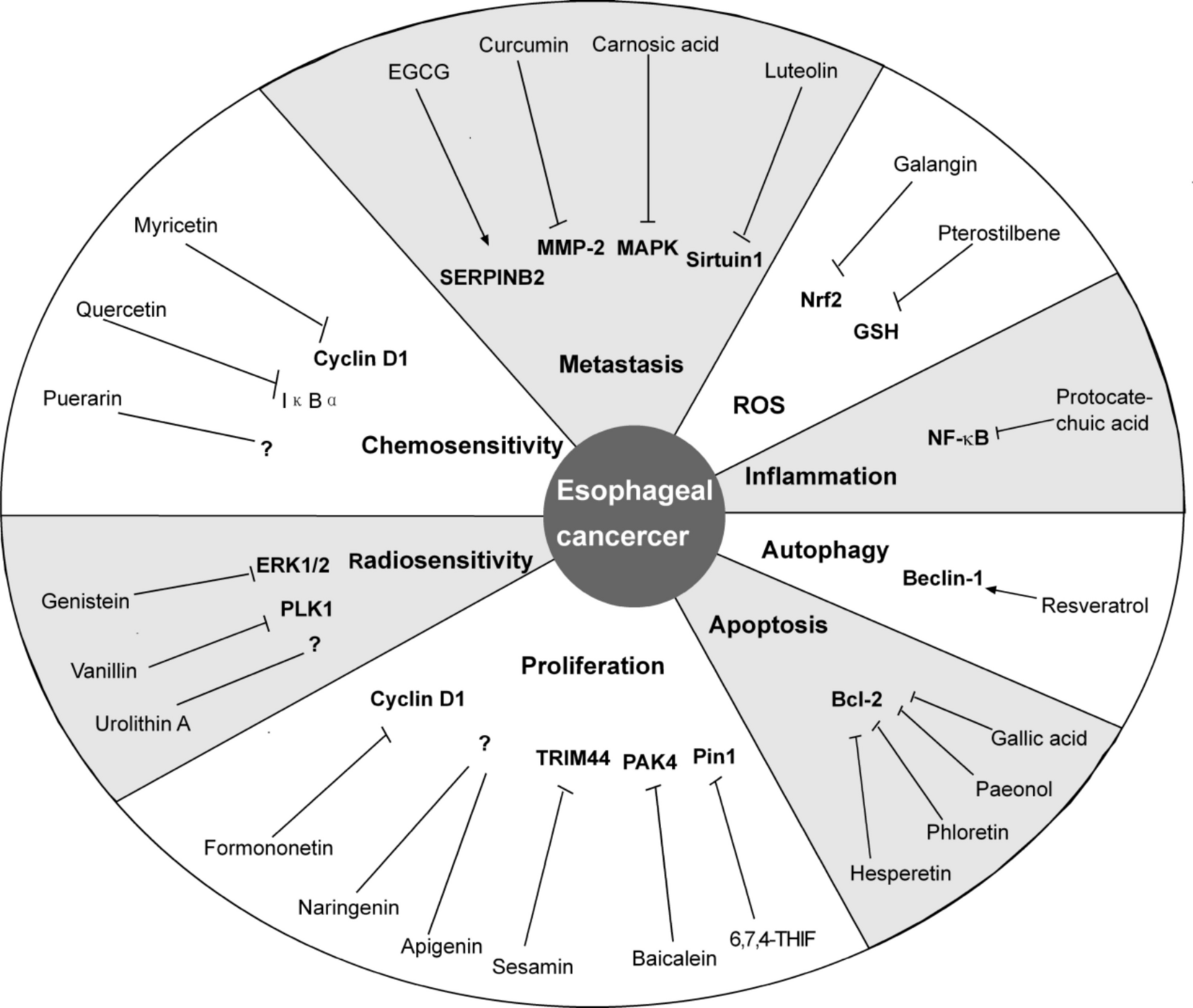 Unlocking the Therapeutic Potential of Natural Polyphenols in Esophageal Cancer