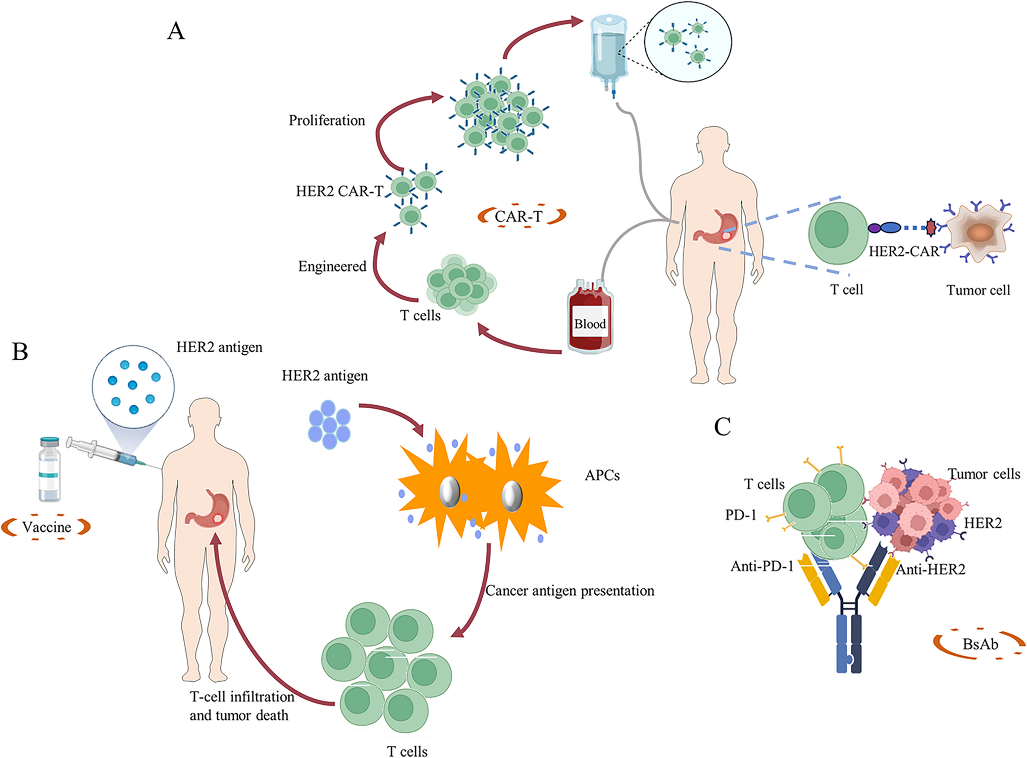 Evolving Landscape of HER2-Targeted Therapies for Gastric Cancer Patients