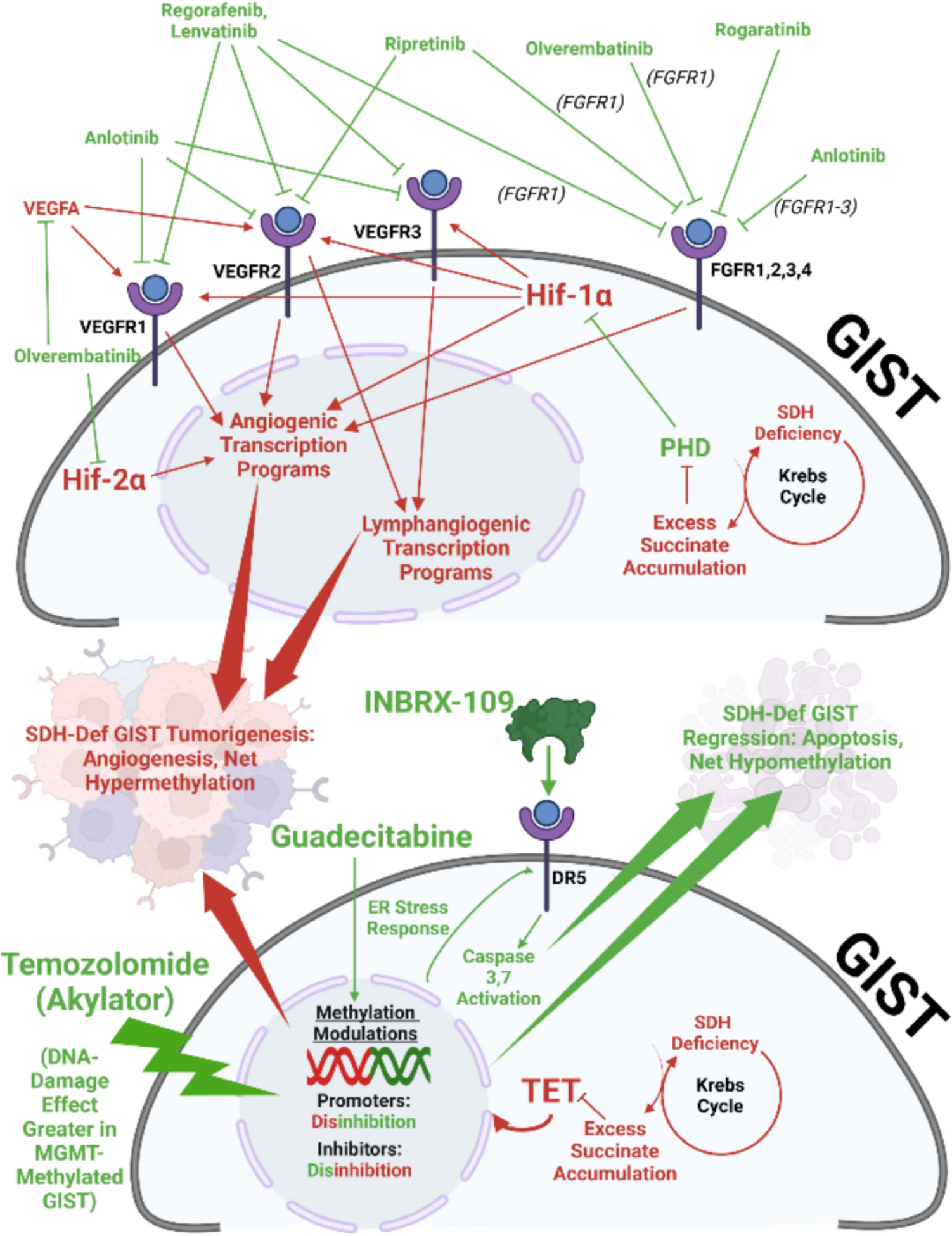 Recent Advances in Succinate Dehydrogenase Deficient Gastrointestinal Stromal Tumor Systemic Therapies