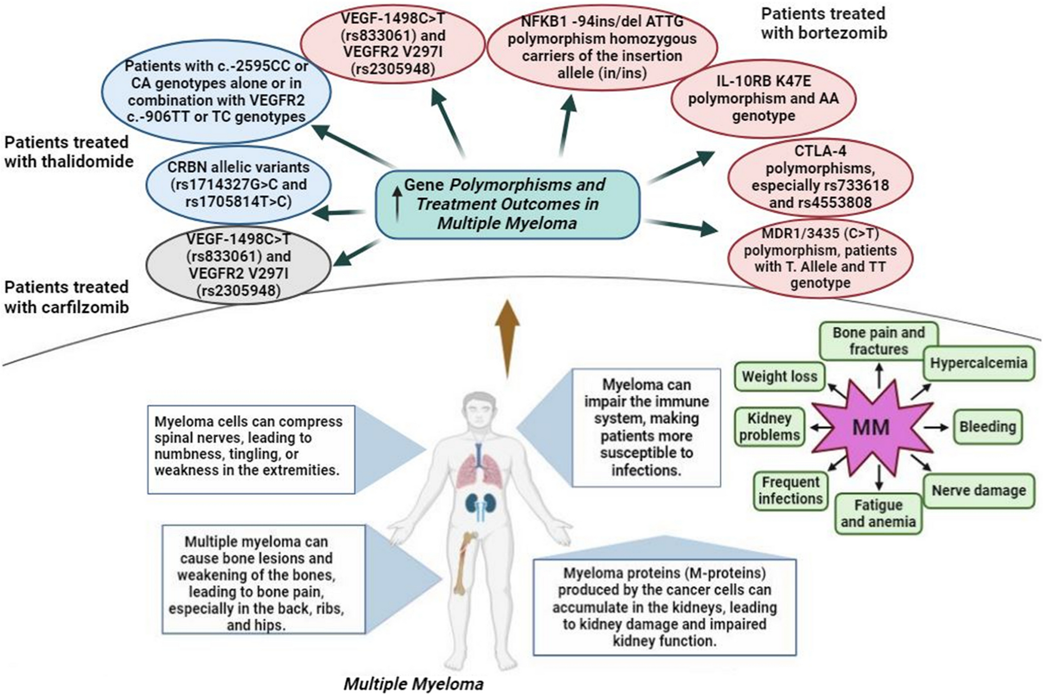 Impact of Genetic Polymorphisms on Treatment Outcomes of Proteasome Inhibitors and Immunomodulatory Drugs in Multiple Myeloma