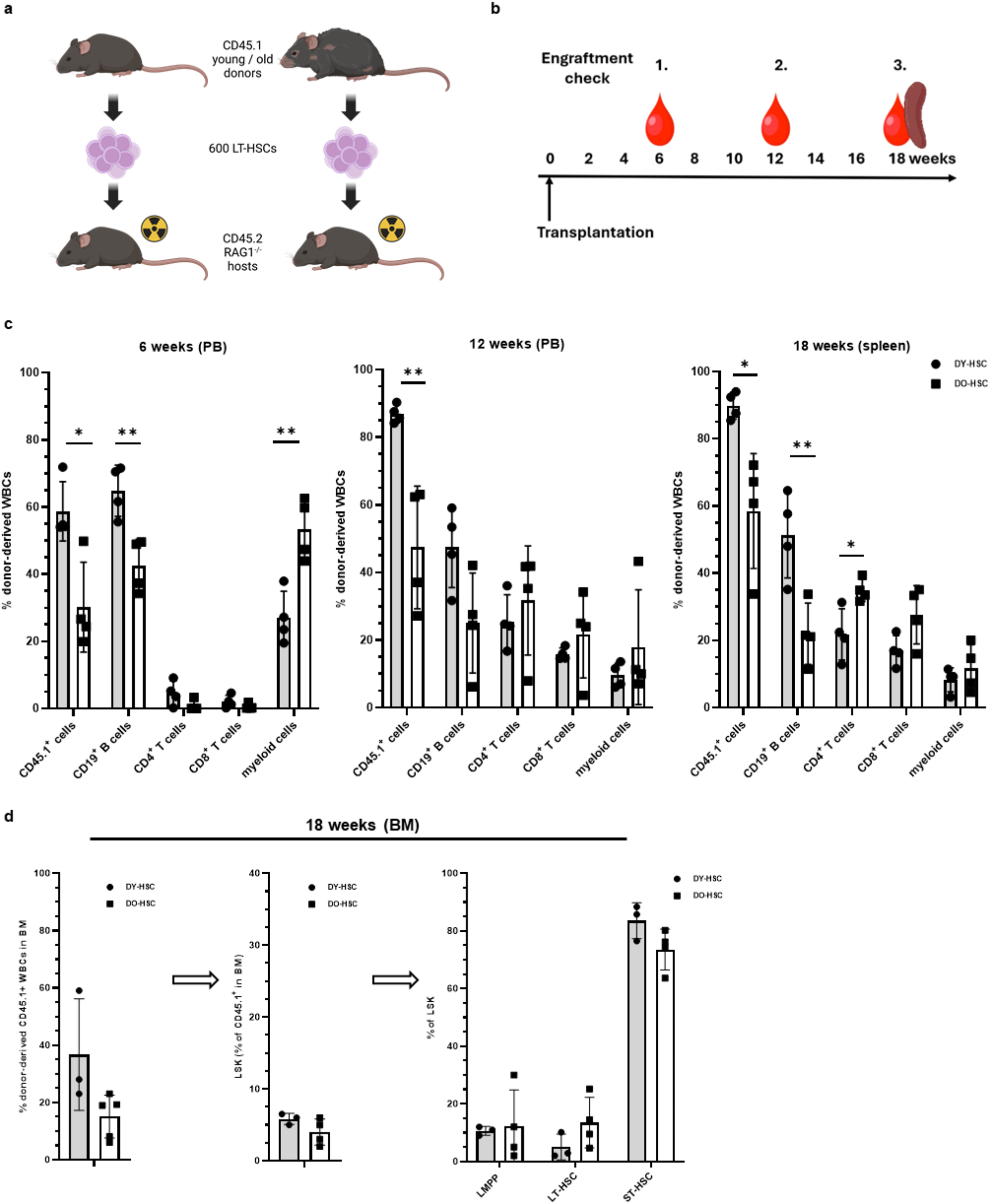 Old hematopoietic stem cells retain competence to reconstitute a youthful B cell system that is highly responsive to protein-based vaccination