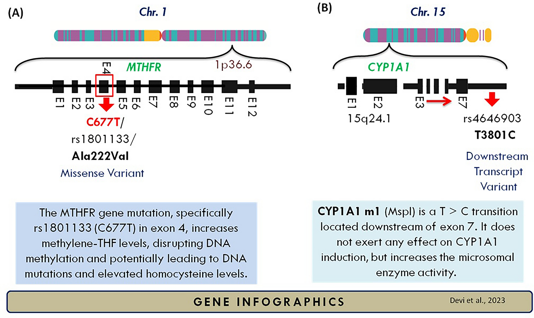 Genetic association of  in  and  in  with the risk of breast cancer in the North Indian population: a case–control study