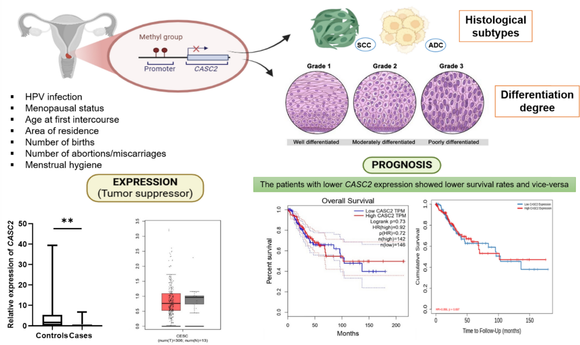 Assessment of promoter methylation status and expression of lncRNA  in cervical cancer