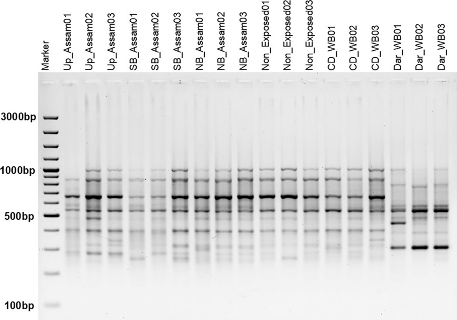 Understanding genotypic diversity of tea mosquito bug,  Waterhouse (Heteroptera: Miridae) populations identified for insecticide susceptibility and resistance