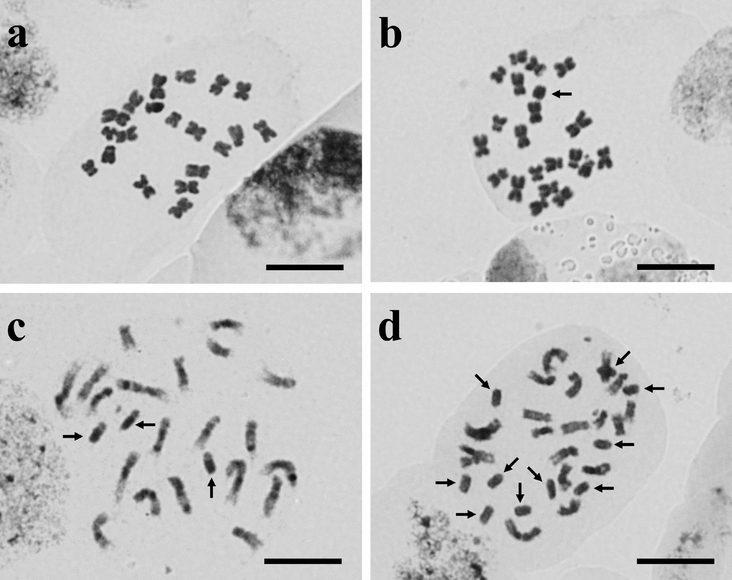 Physiological responses of maize ( L.) seedlings to the B chromosome