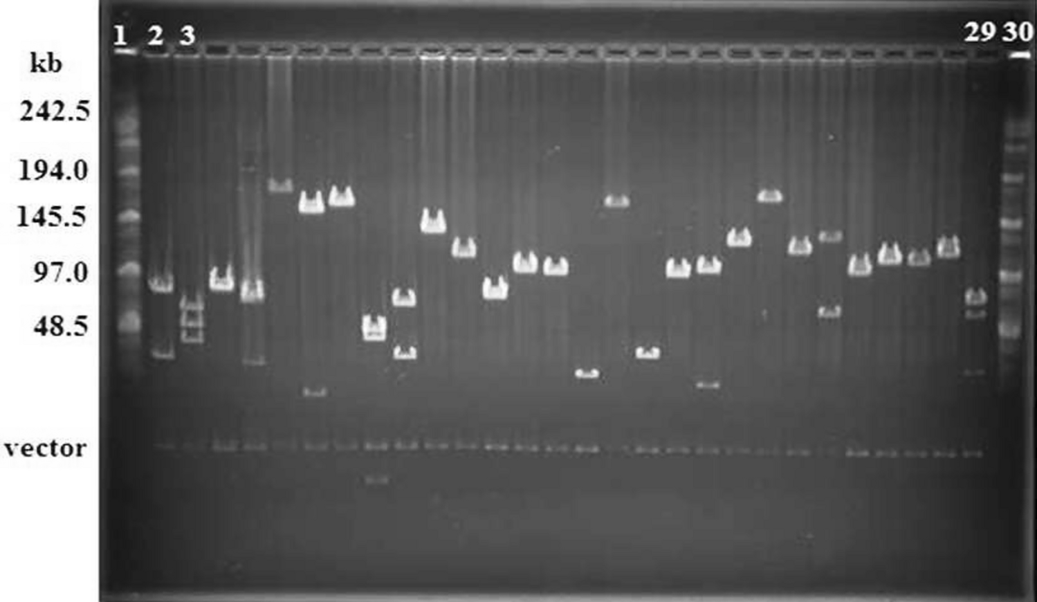 Molecular and bioinformatic approaches of BAC analyses in  for gene mining, marker development, improving genome assembly and understanding genome organization
