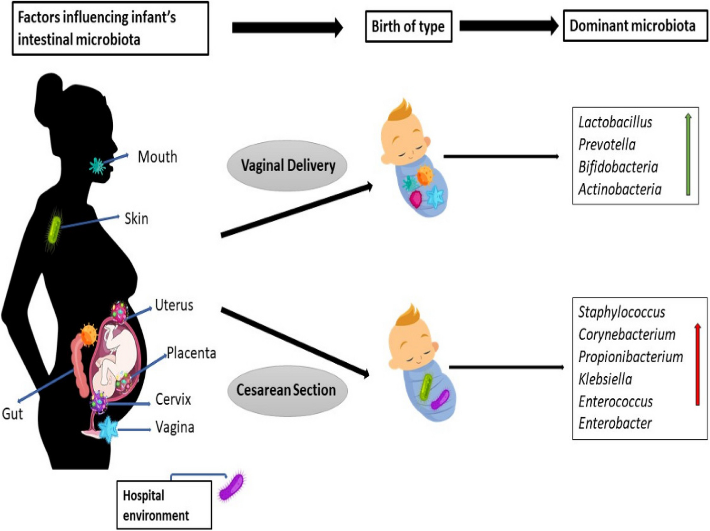 Relationship with food allergies and birth mode and microbiota