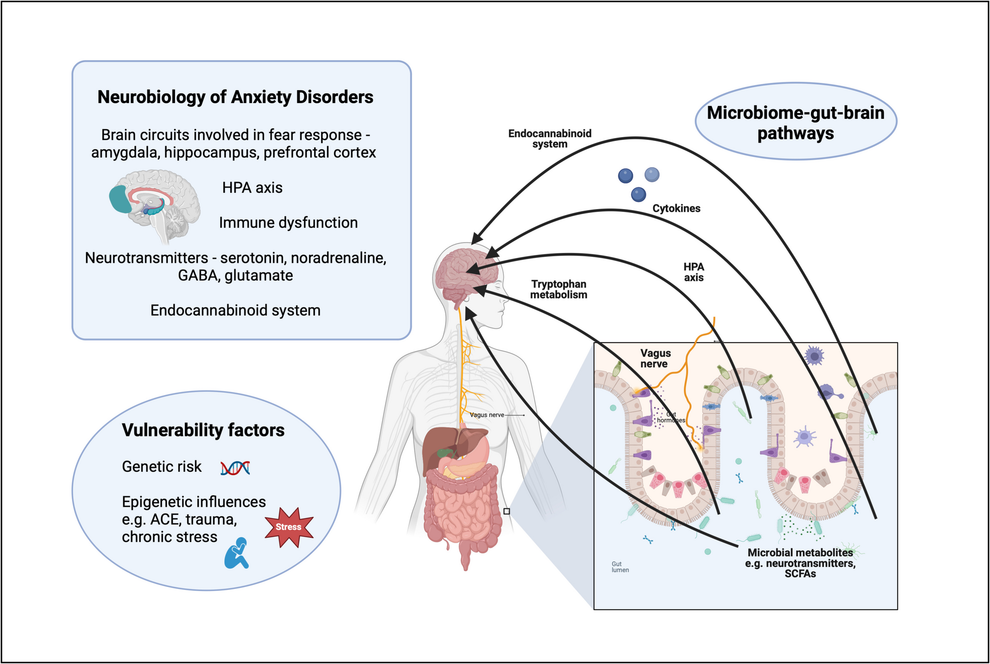 The Gut Microbiome in Anxiety Disorders