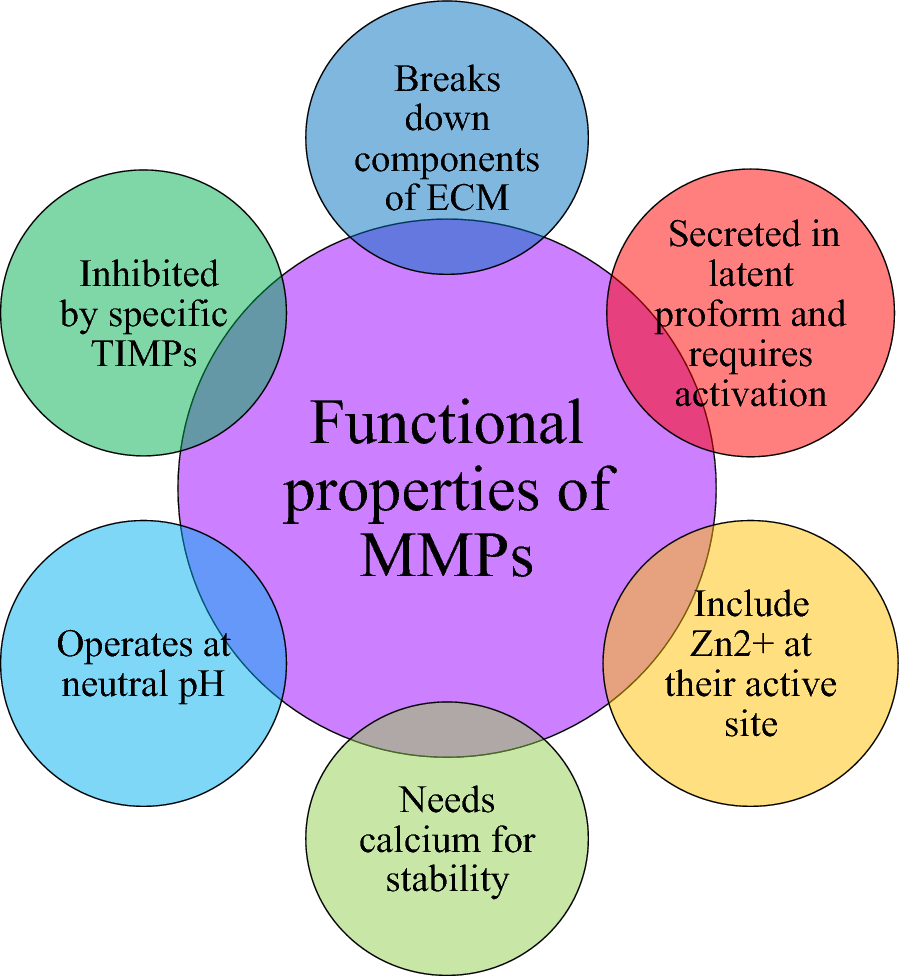 Molecular mavericks: unveiling the matrix metalloproteinase gene’s role in ovarian cancer