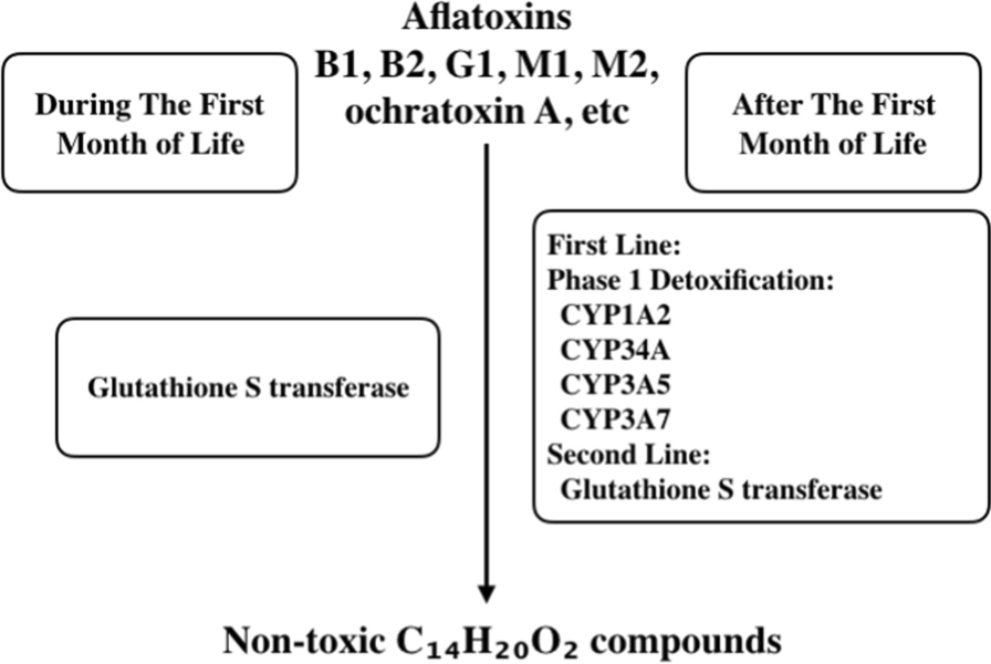 Timing of gene expression alters susceptibility to aflatoxicosis: a heterogeneous spectrum of disease in response to a single universal agent