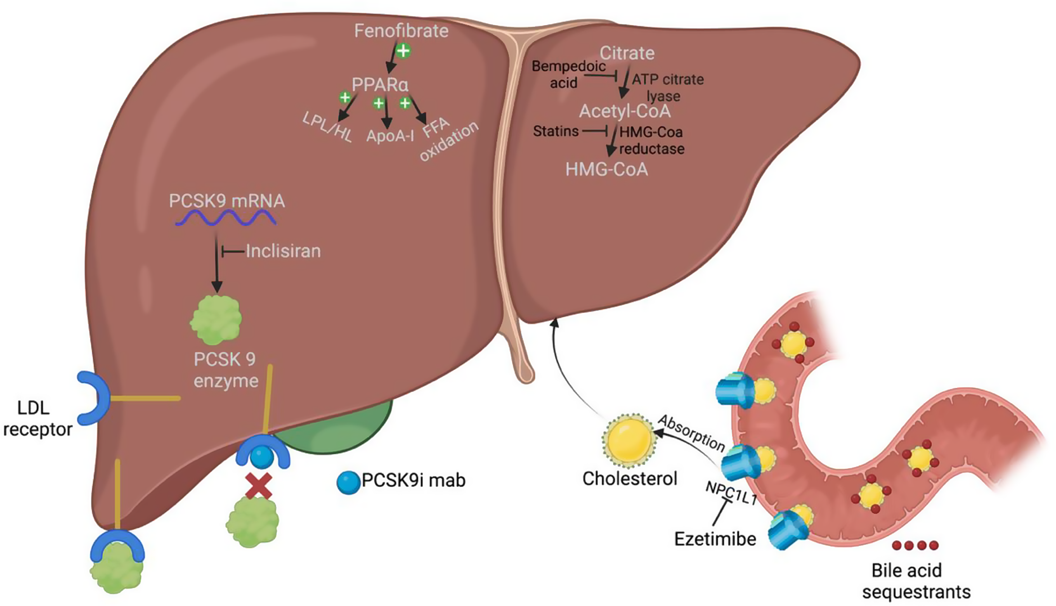 Management of Dyslipidemia in Chronic Kidney Disease