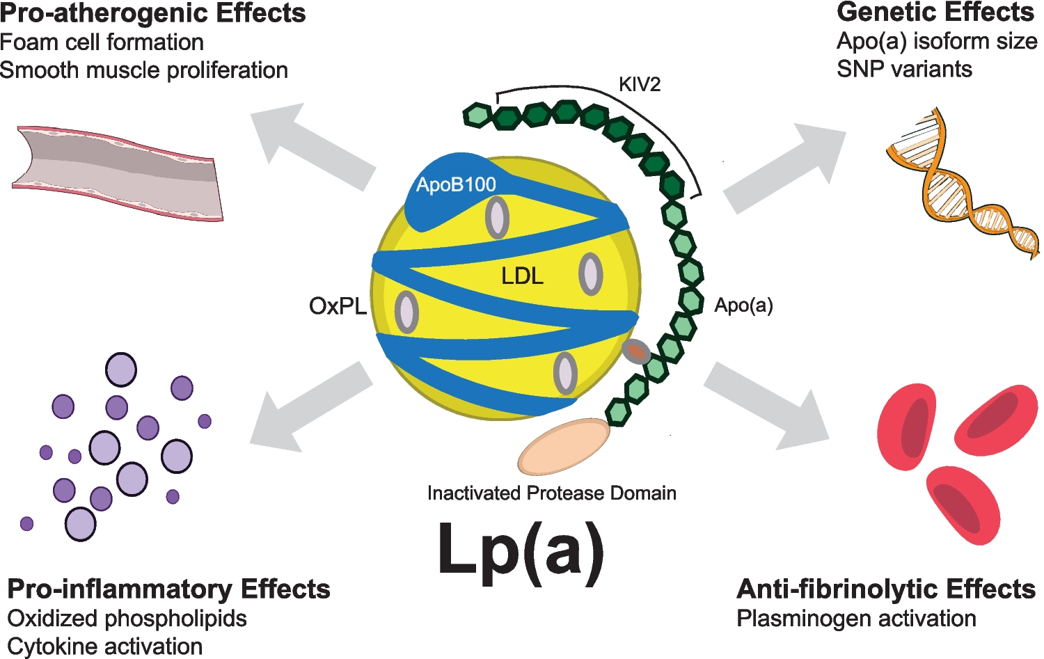 Lipoprotein(a) as a Causal Risk Factor for Cardiovascular Disease