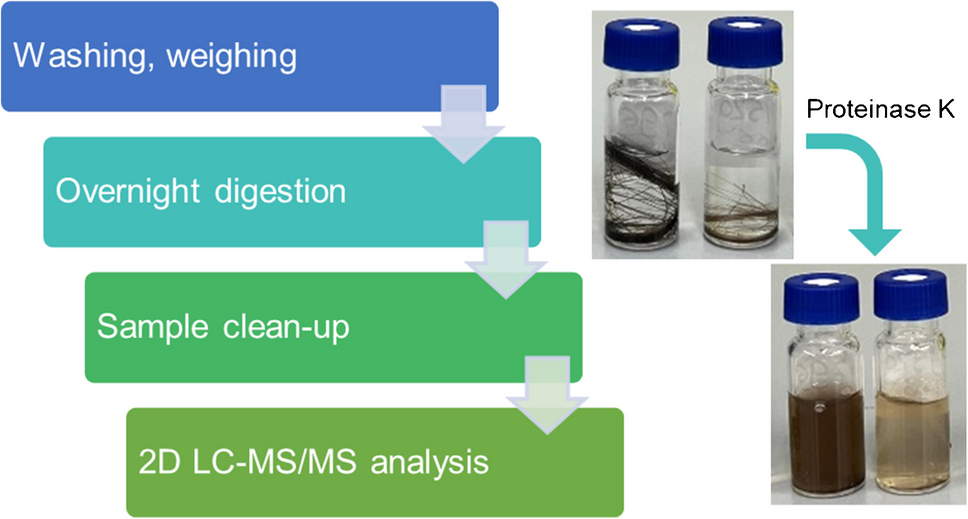 Enzymatic digestion of hair increases extraction yields of cortisol: a novel two-dimensional liquid chromatography-tandem mass spectrometry method for hair cortisol analysis