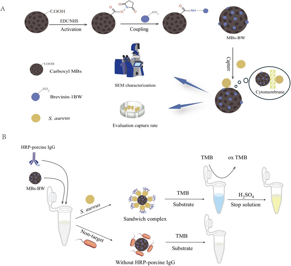 A colorimetric sandwich assay based on magnetic separation of Brevinin-1BW-functionalized magnetic beads and porcine IgG for the detection of