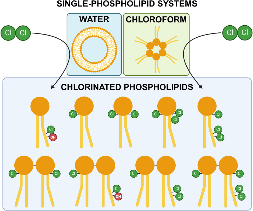 Novel chlorinated phospholipids—possible biomarkers of chlorine gas exposure