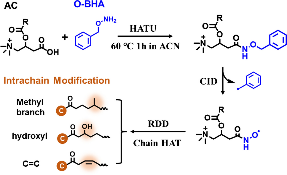 In-depth characterization of acylcarnitines: utilizing nitroxide radical–directed dissociation in tandem mass spectrometry