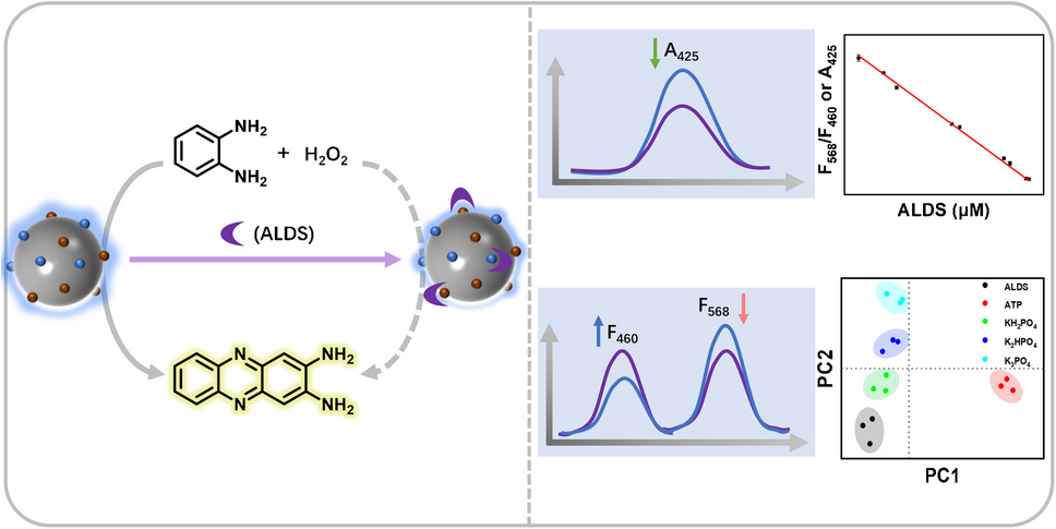 Bimetallic-doped carbon quantum dots with enhanced photoluminescence and peroxidase-mimicking activity for dual-mode colorimetric and ratiometric fluorescence assay of alendronate