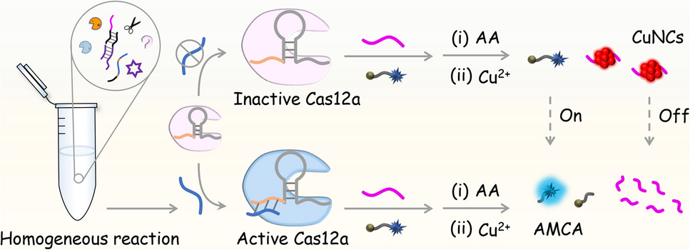 Dual DNA recycling amplification-assisted CRISPR/Cas12a cleavage for dual-channel ratiometric fluorescence biosensing of kanamycin antibiotic