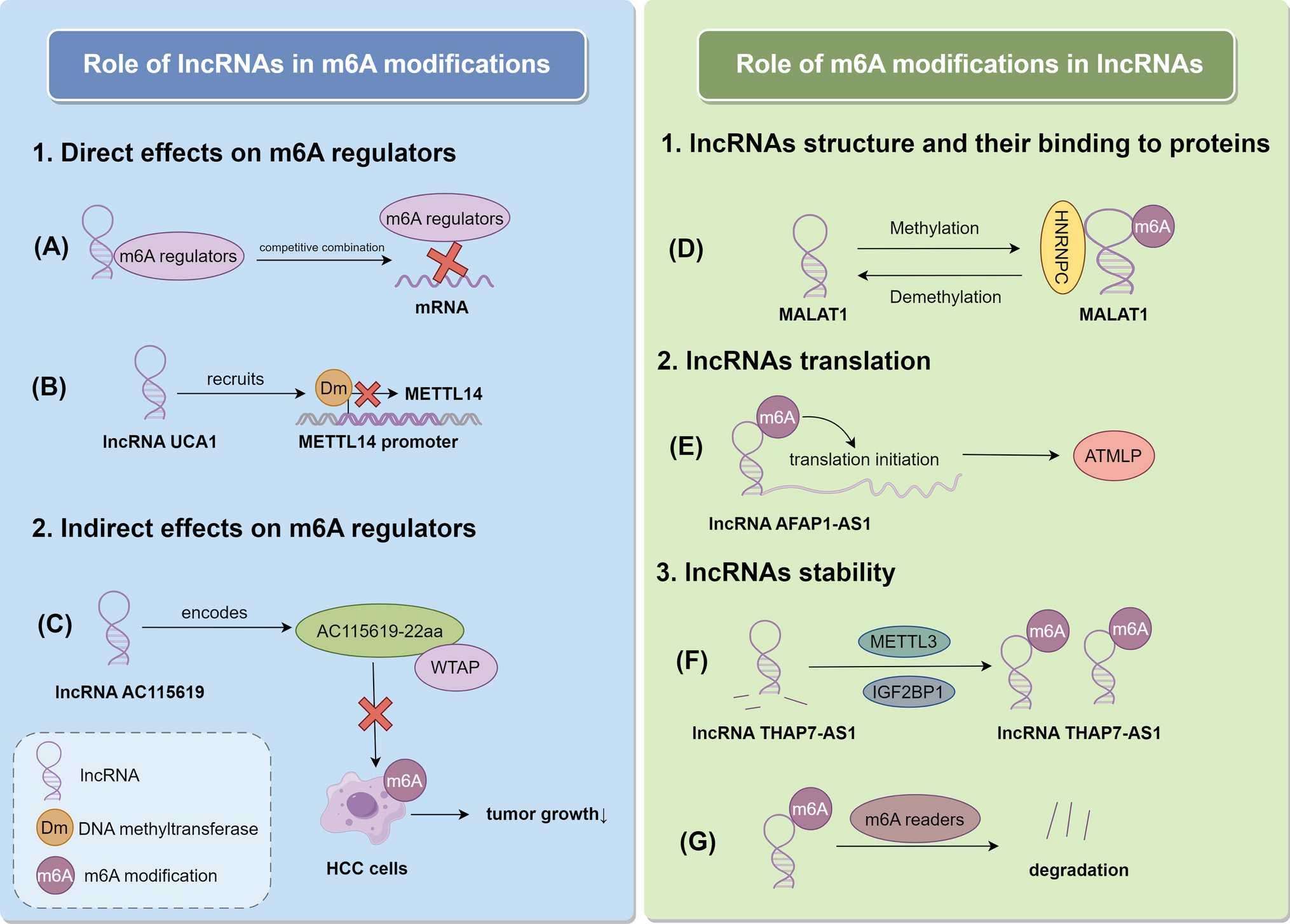 Interactions between long non-coding RNAs and m6 A modification in cancer