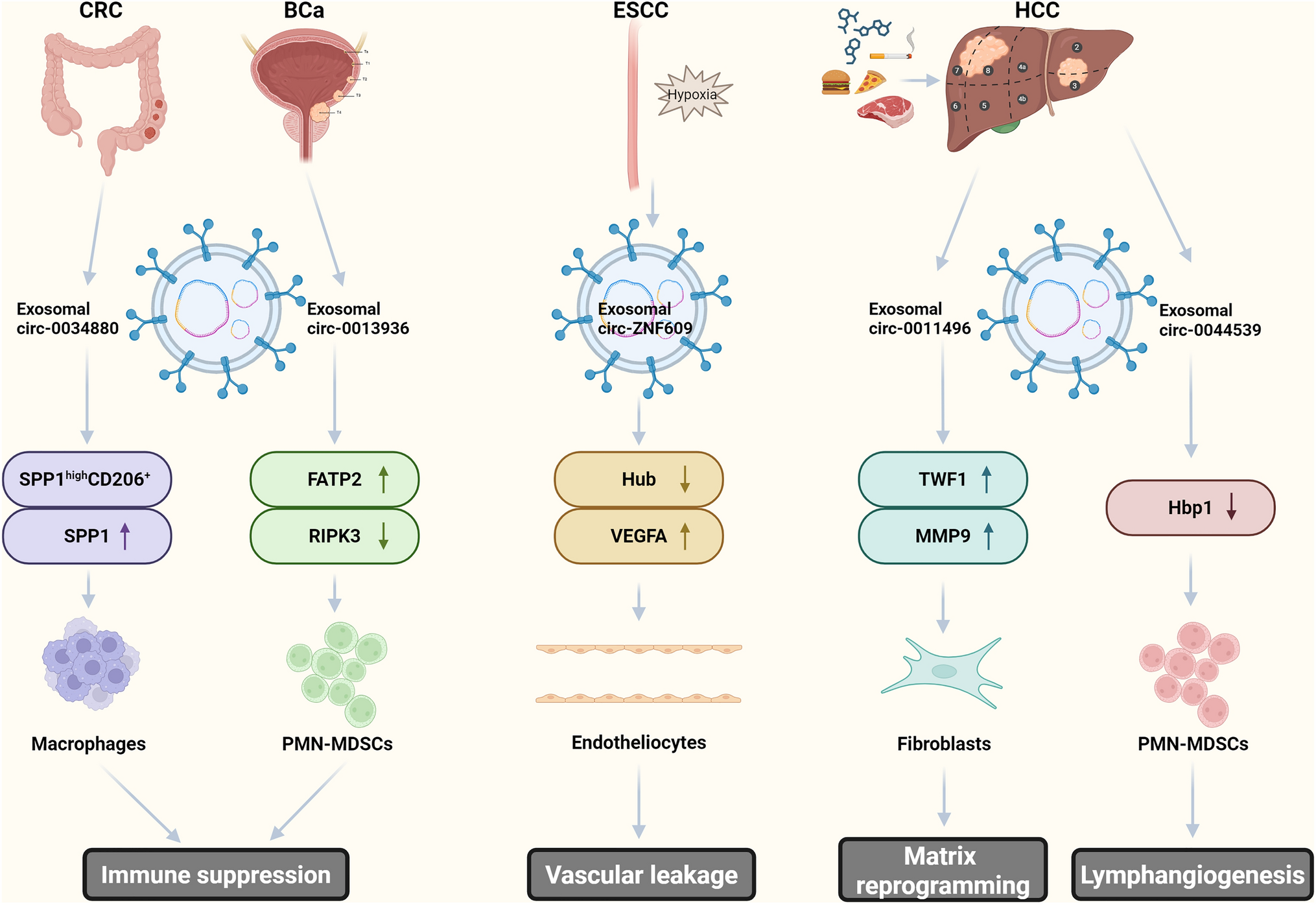 Advances in the roles and molecular mechanisms of exosomal circular RNAs in regulating the pre-metastatic niche of tumors