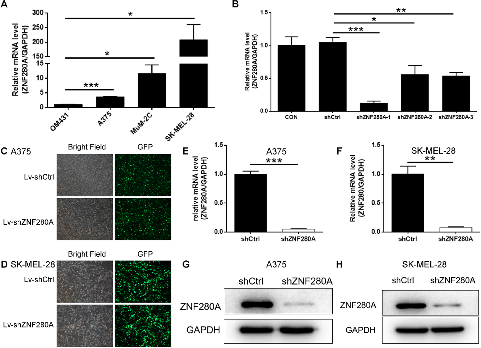 ZNF280A promotes malignant melanoma development through regulating cell proliferation, apoptosis, and cell cycle