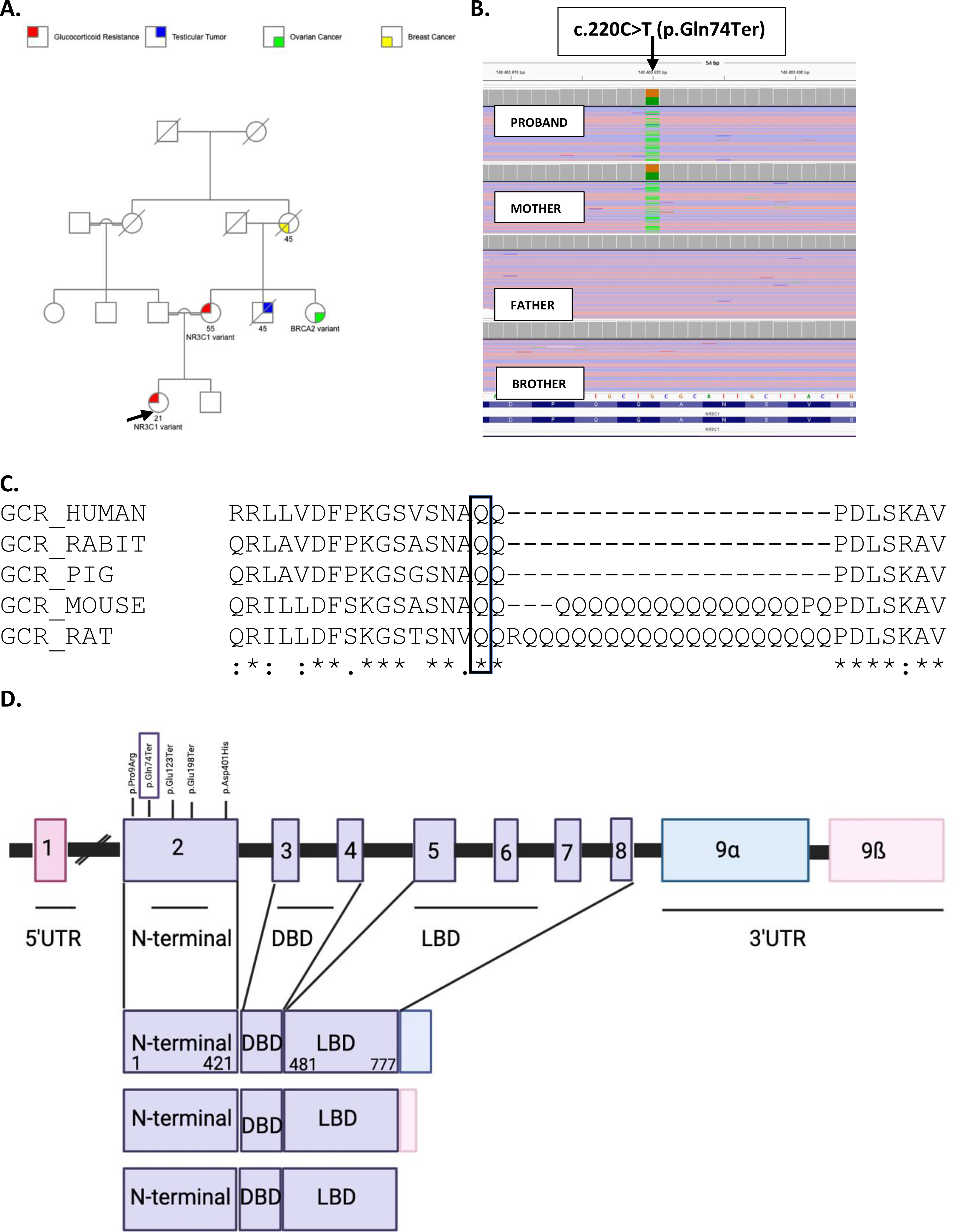 A novel pathogenic variant of the glucocorticoid receptor gene, causing generalized glucocorticoid resistance: a case report and review of the literature