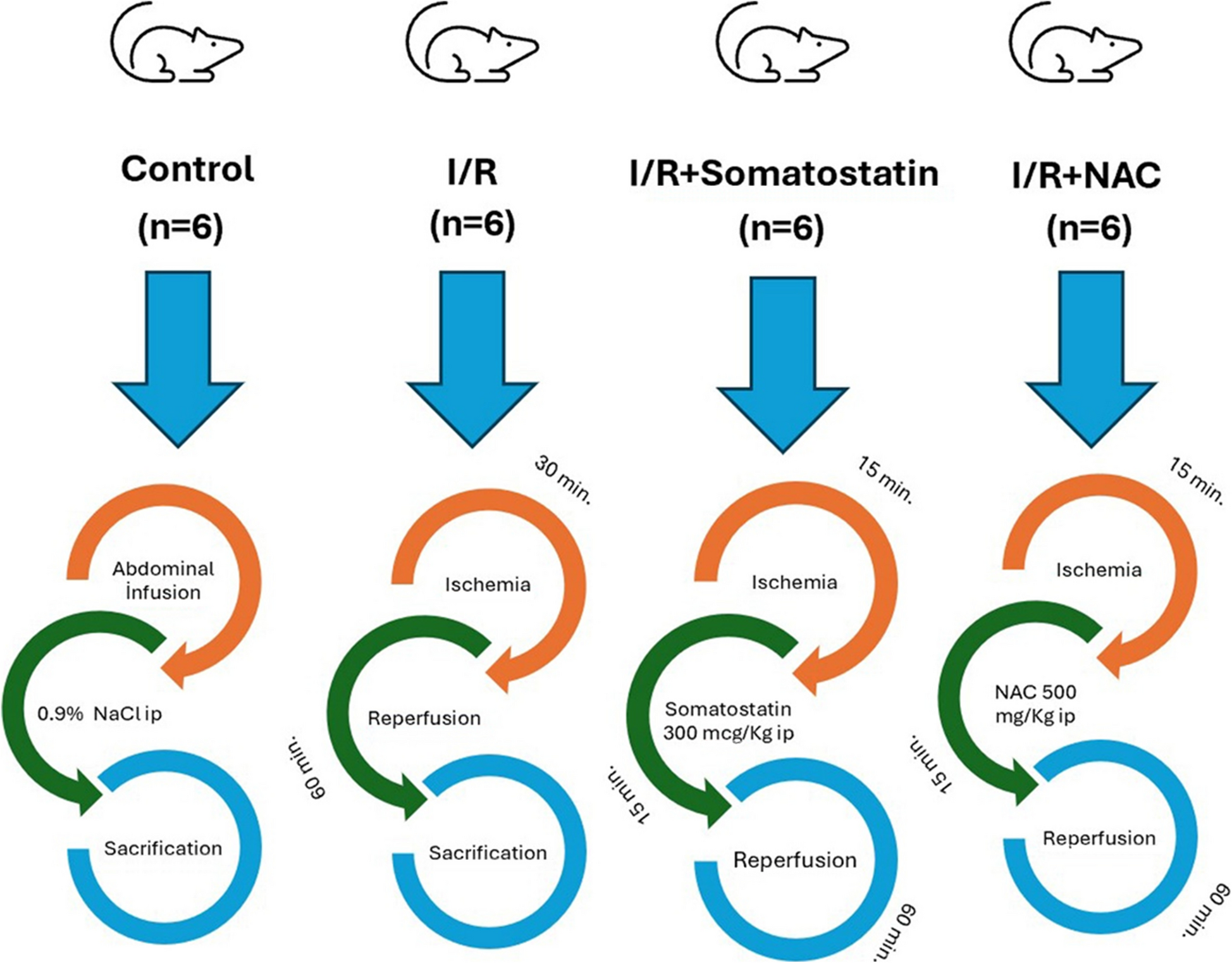 Somatostatin and N-acetylcysteine on testicular damage triggered by ischemia reperfusion: cellular protection and antioxidant effects