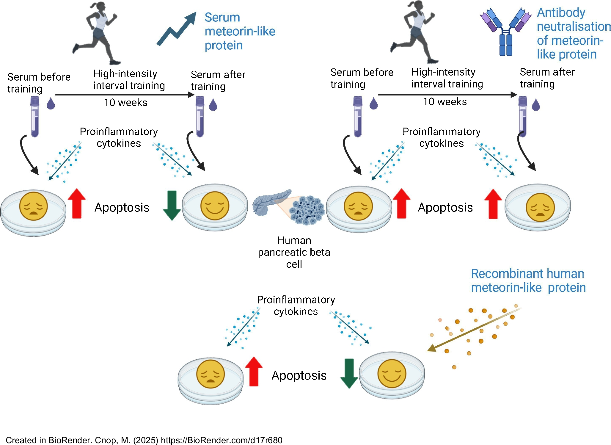 Exercise-induced meteorin-like protein protects human pancreatic beta cells from cytokine-induced apoptosis