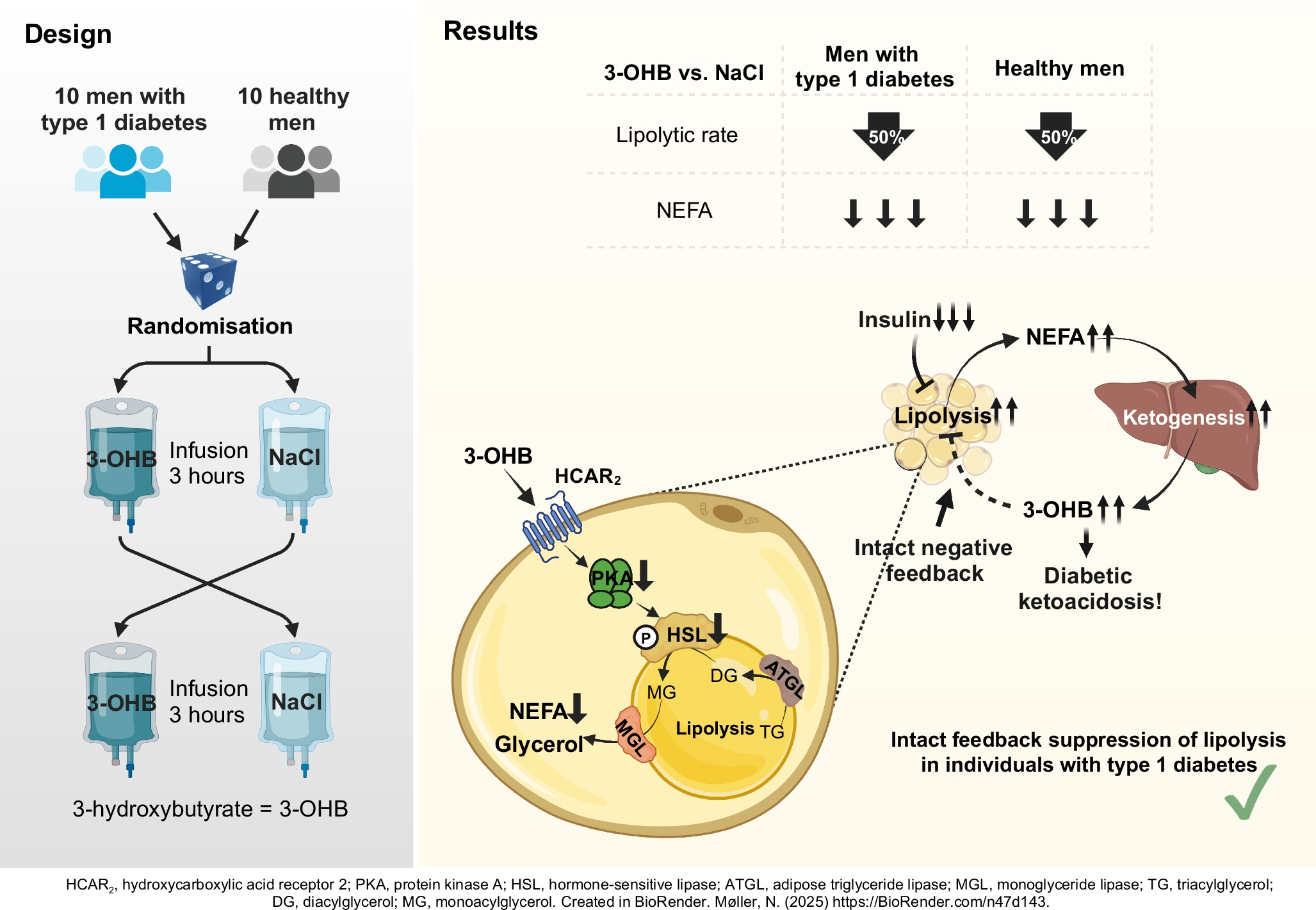 Metabolic effects of 3-hydroxybutyrate infusion in individuals with type 1 diabetes compared with healthy control participants: a randomised crossover trial showing intact feedback suppression of lipolysis