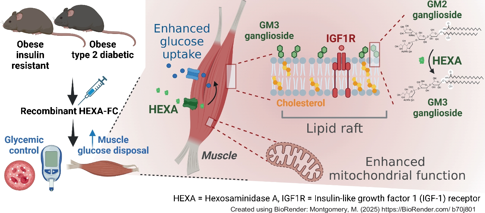 HEXA-FC protein therapy increases skeletal muscle glucose uptake and improves glycaemic control in mice with insulin resistance and in a mouse model of type 2 diabetes
