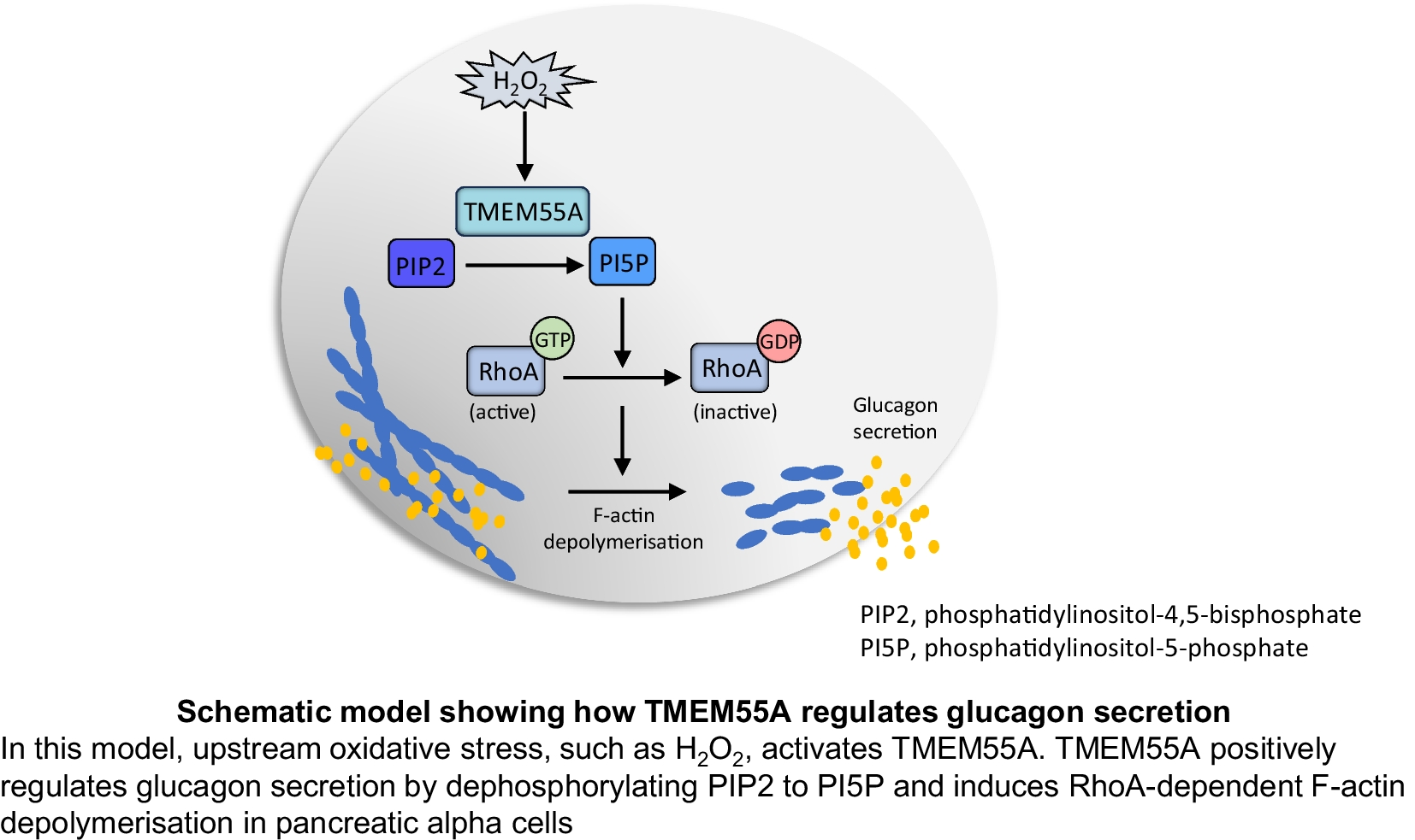 TMEM55A-mediated PI5P signalling regulates alpha cell actin depolymerisation and glucagon secretion