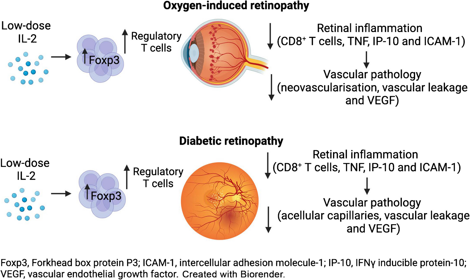Immunotherapy with low-dose IL-2 attenuates vascular injury in mice with diabetic and neovascular retinopathy by restoring the balance between Foxp3 Tregs and CD8 T cells