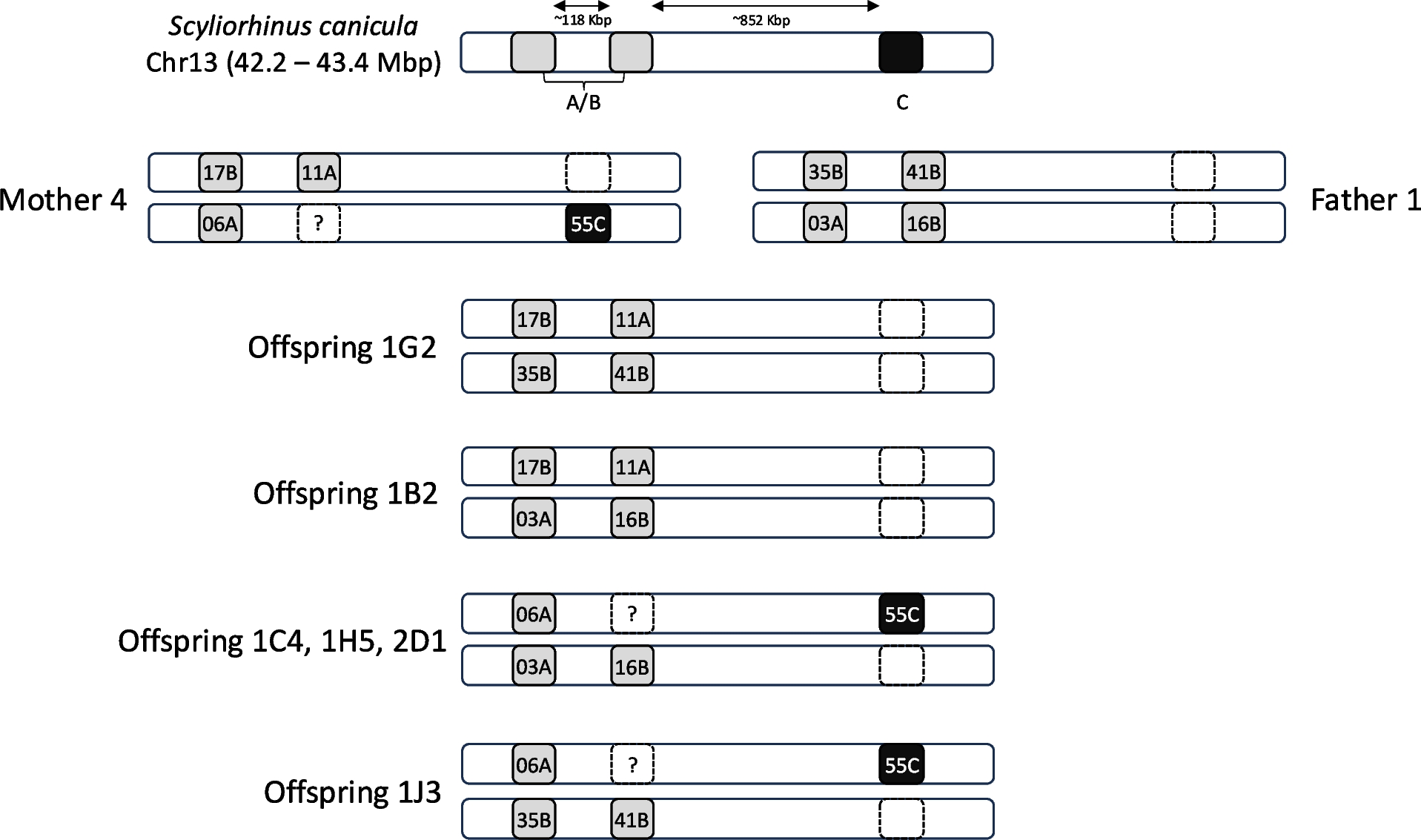 Allele co-segregation and haplotype diversity of MHC IIβ genes in the small-spotted catshark