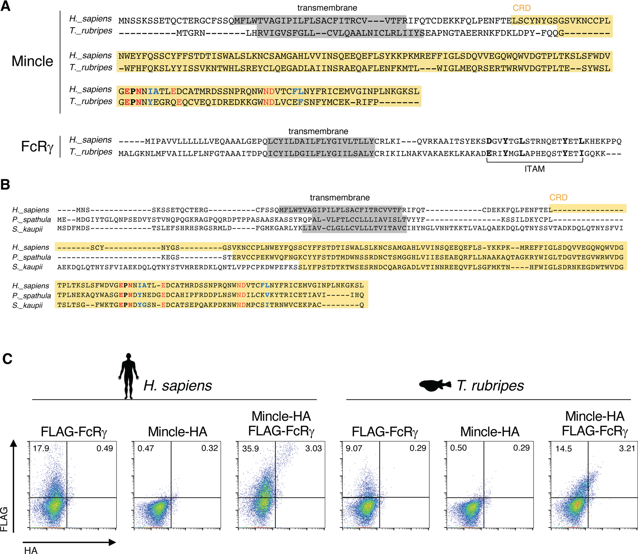 Phylogenetic and structural insights into the origin of C-type lectin Mincle in vertebrates