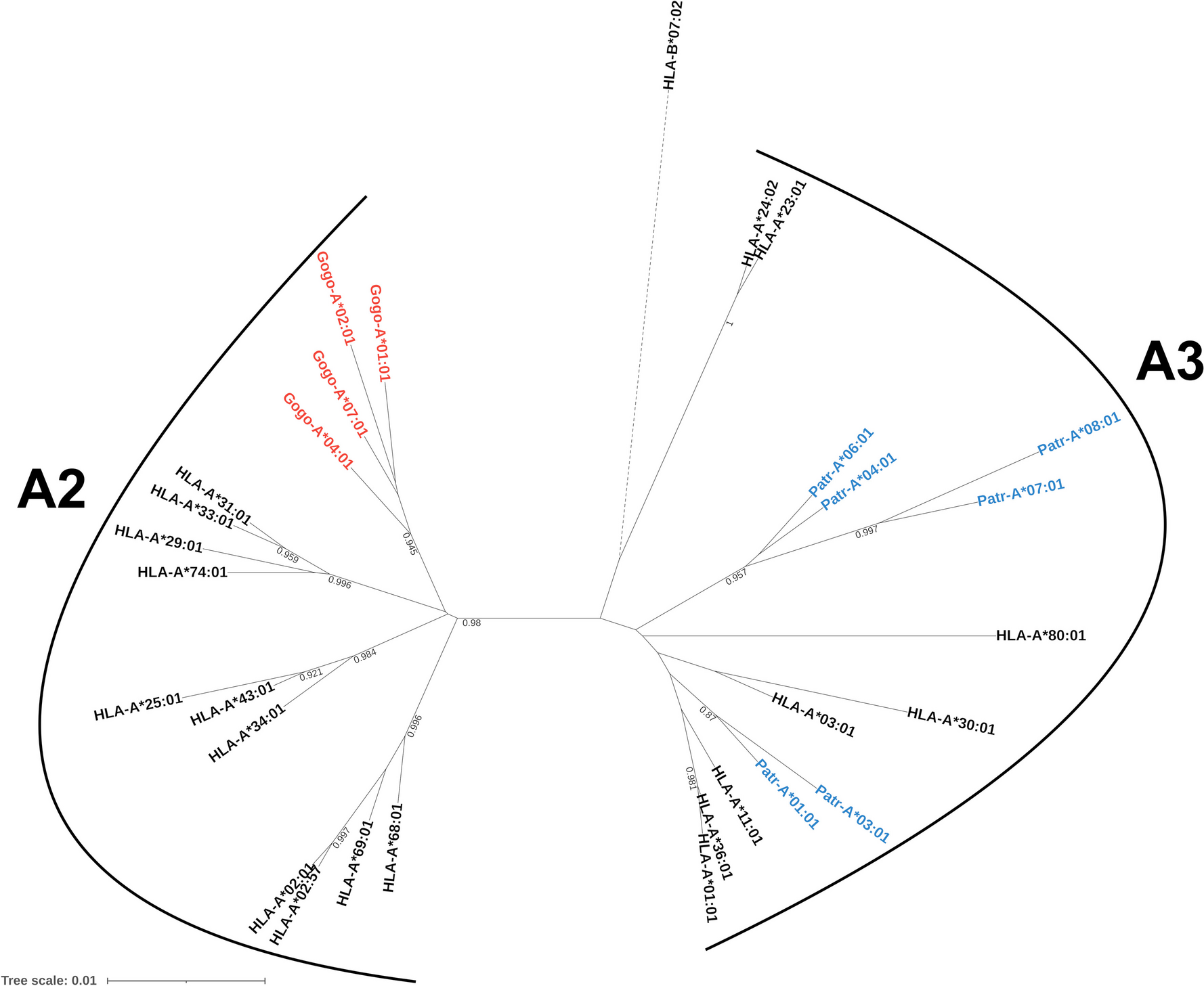 functional analysis of the human, chimpanzee, and gorilla MHC-A repertoires