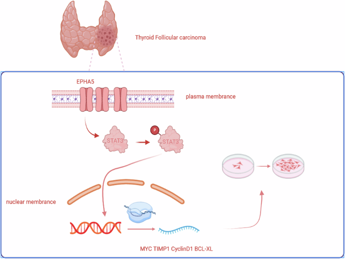 EPHA5 promotes cell proliferation and inhibits apoptosis in Follicular Thyroid Cancer via the STAT3 signaling pathway