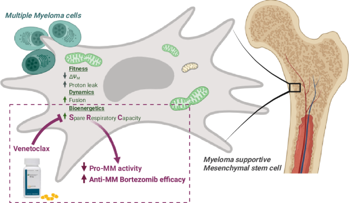Myeloma mesenchymal stem cells’ bioenergetics afford a novel selective therapeutic target