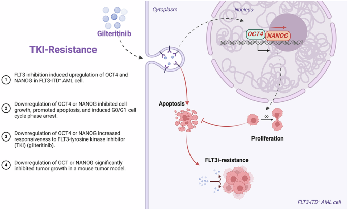 FLT3 inhibition upregulates OCT4/NANOG to promote maintenance and TKI resistance of FLT3-ITD+ acute myeloid leukemia