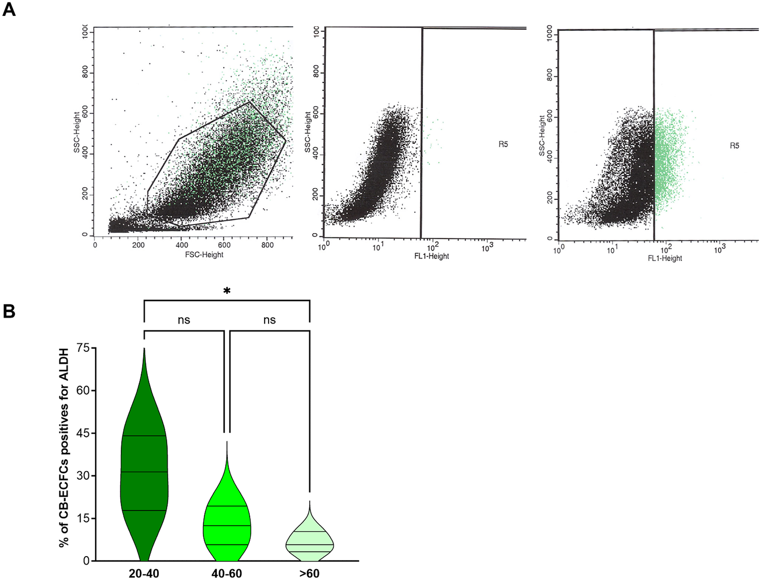 Immune-privileged cord blood-derived endothelial colony-forming cells: advancing immunomodulation and vascular regeneration