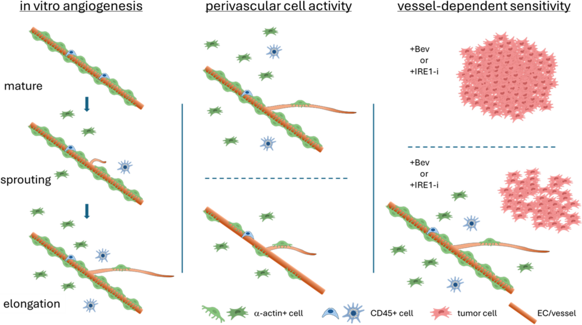 Isolated human adipose microvessels retain native microvessel structure and recapitulate sprouting angiogenesis