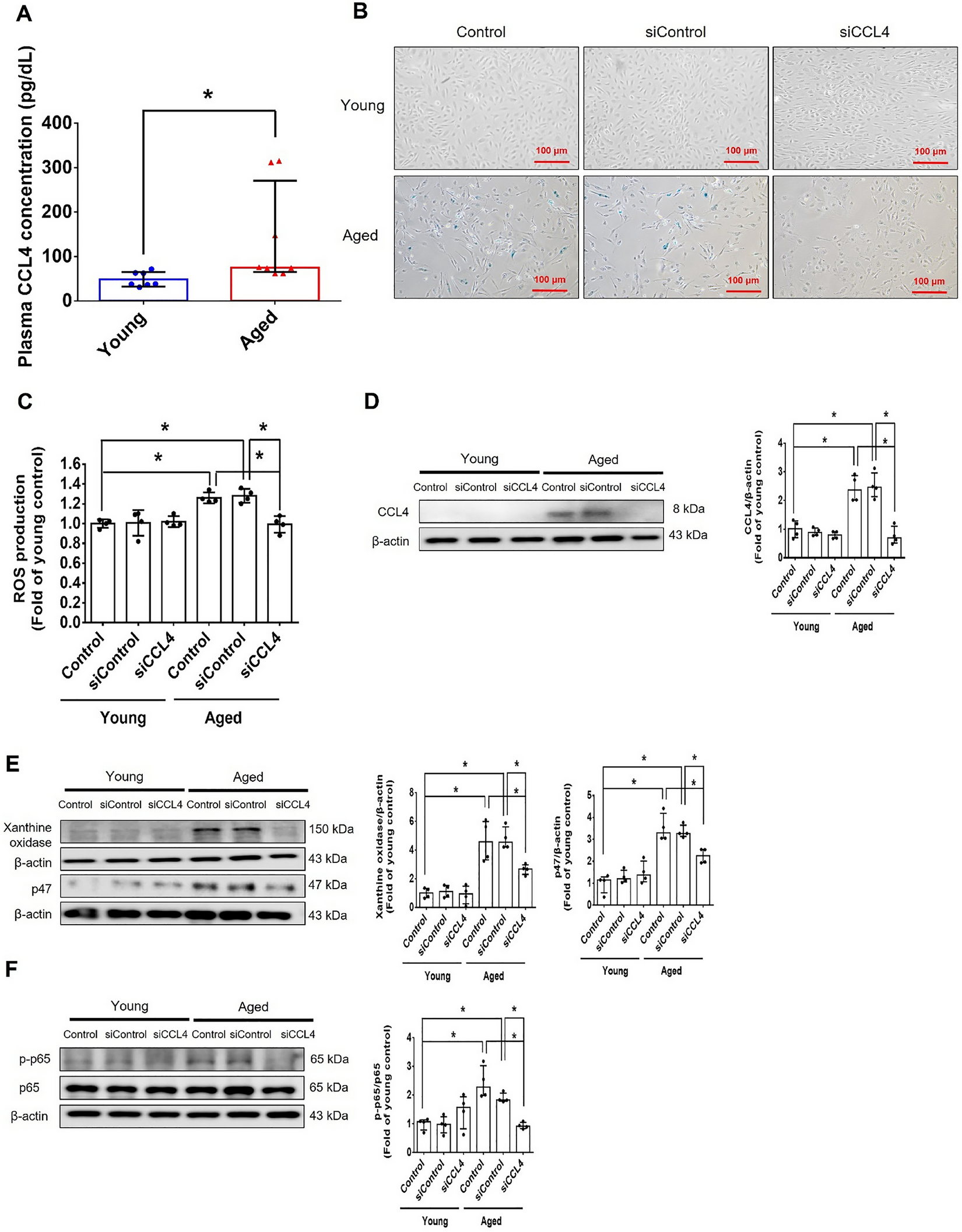 Correction: CCL4 contributes to aging related angiogenic insufficiency through activating oxidative stress and endothelial inflammation