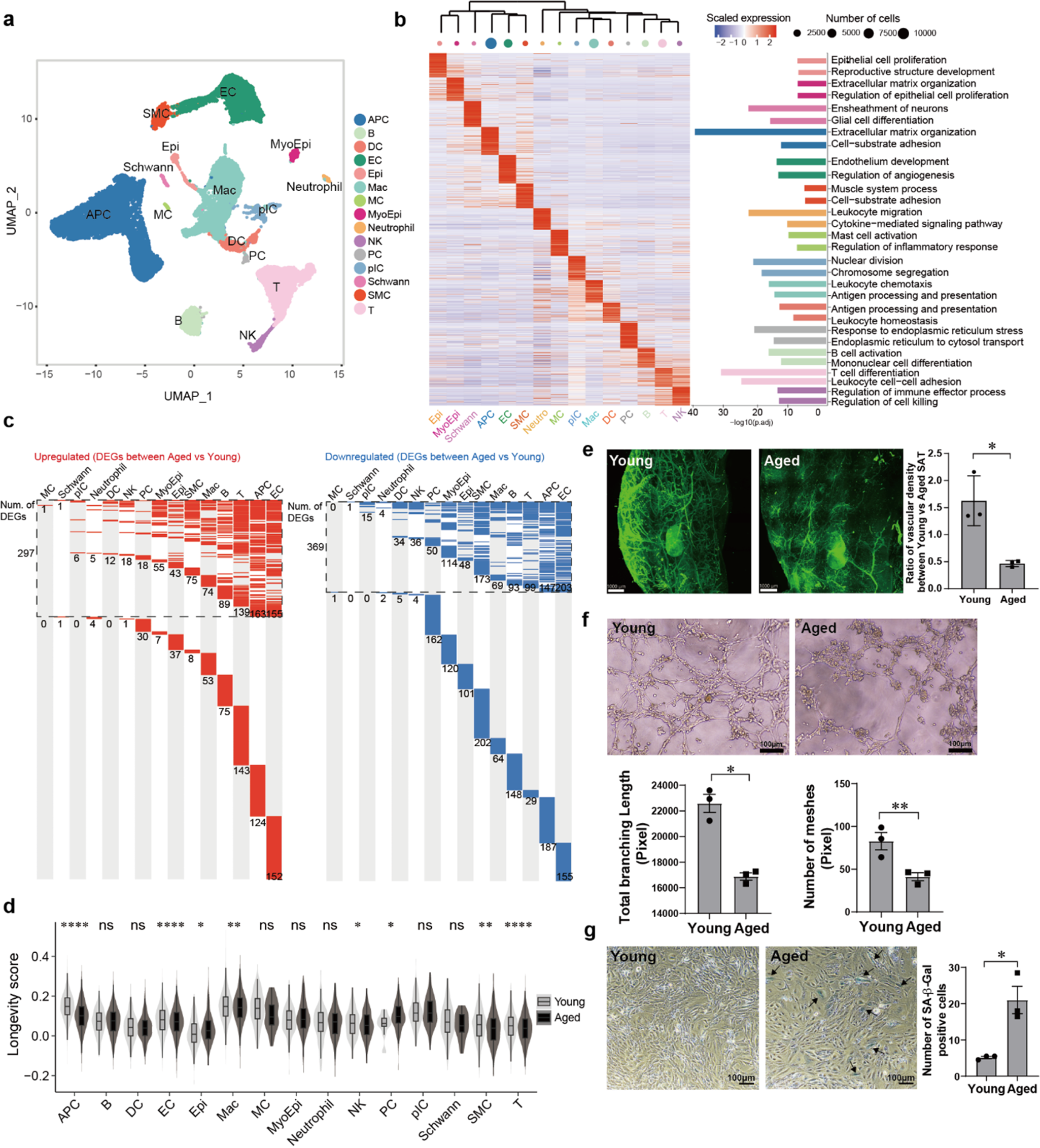 Cxcl9 modulates aging associated microvascular metabolic and angiogenic dysfunctions in subcutaneous adipose tissue