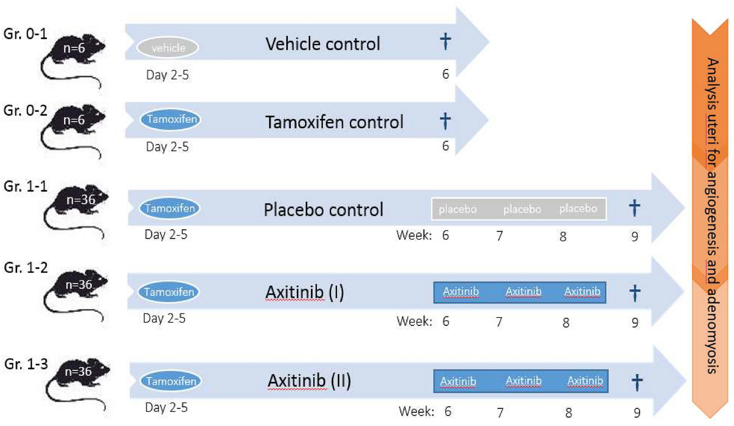 Anti-angiogenic therapy as potential treatment for adenomyosis
