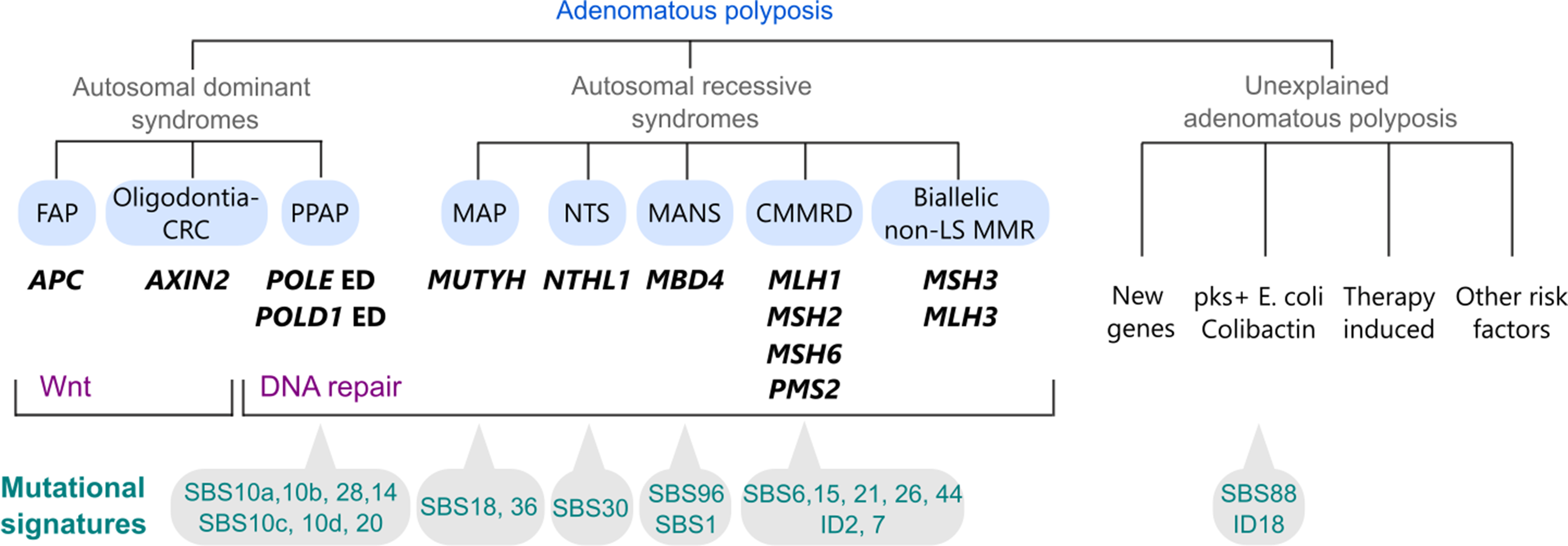 Genetics, genomics and clinical features of adenomatous polyposis