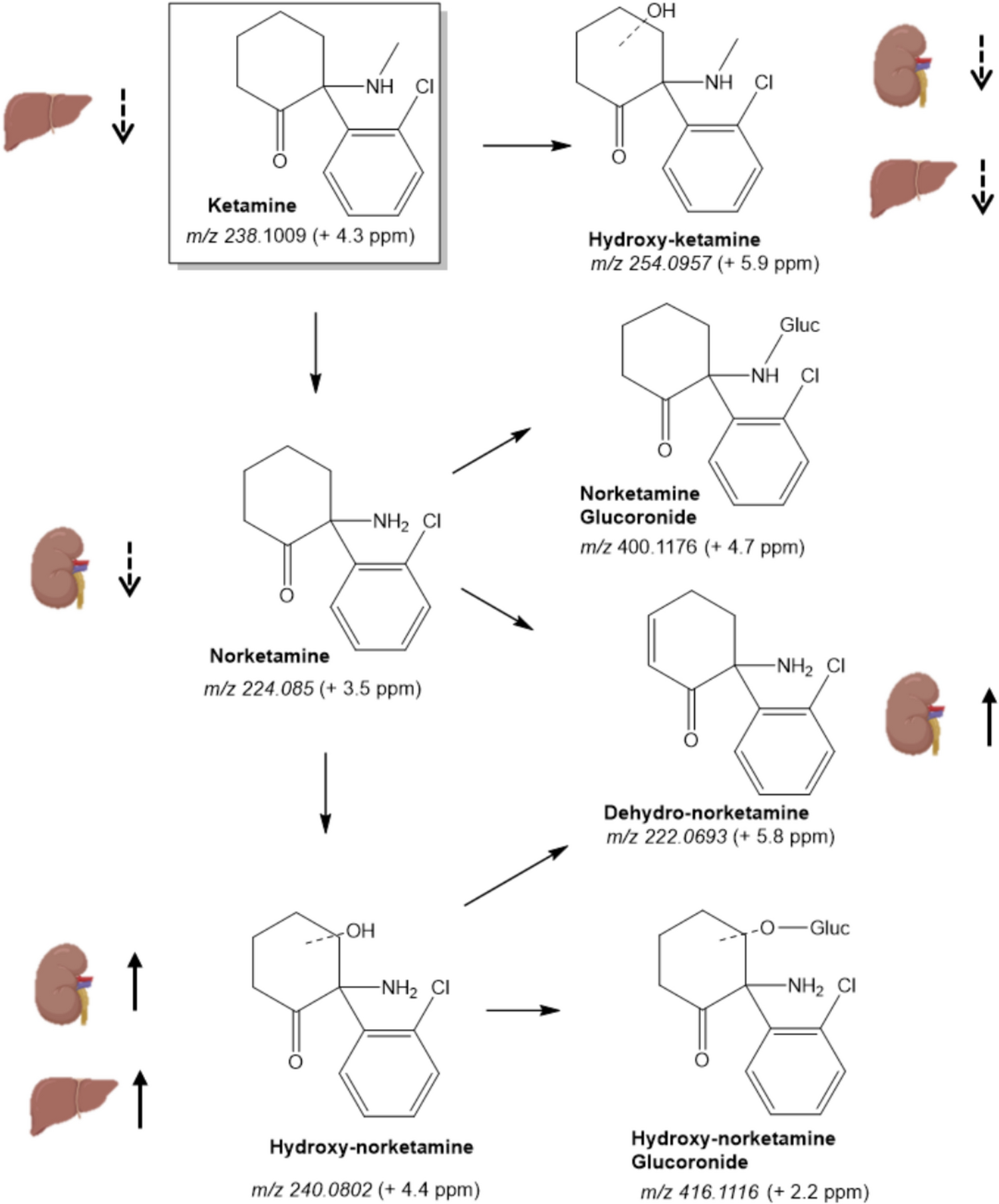Biotransformation of ketamine in terminal in vivo experiments under chronic intermittent hypoxia conditions and the role of AhR